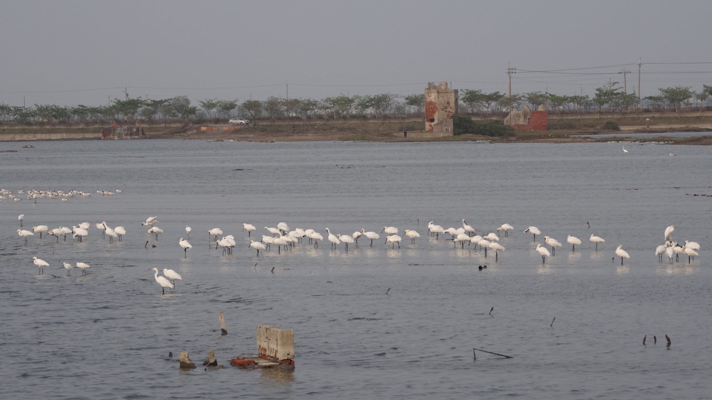 Wild Bird Society Photo1