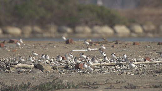 Wild Bird Society Photo2