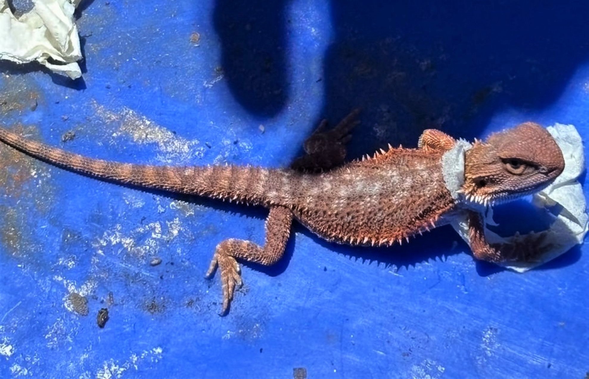 快遞查獲活動物