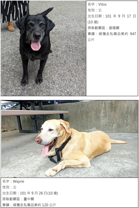海關緝毒犬中心除役緝毒犬圖片